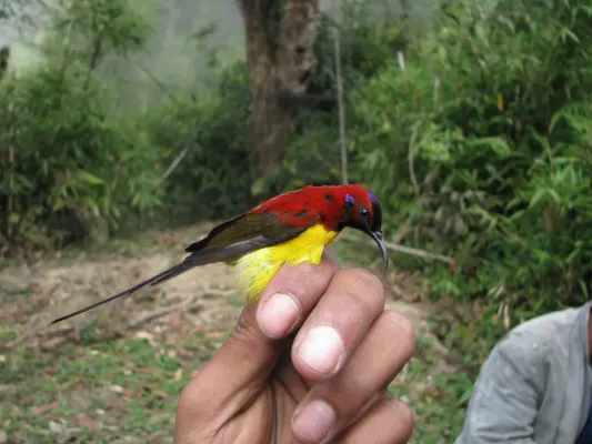 File:Aethopyga gouldiae 2.jpg