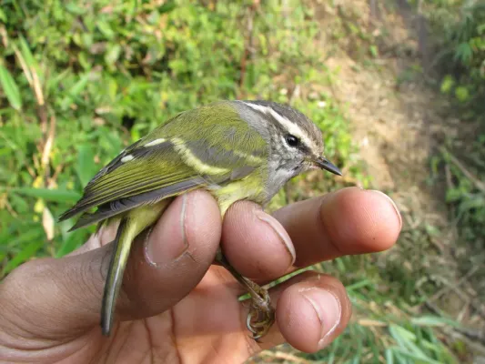 File:Phylloscopus maculipennis.jpg