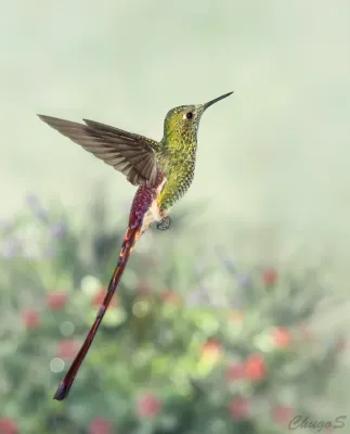 File:Sappho sparganurus Red-tailed Comet (male); Jesús María, Córdoba, Argentina.jpg