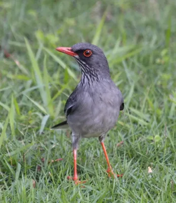 File:Turdus-plumbeus-ardosiaceus (cropped).jpg