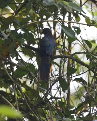 File:Phaenicophaeus curvirostris 3.jpg