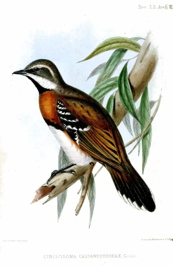 File:CinclosomaCastaneothoraxRichter.jpg