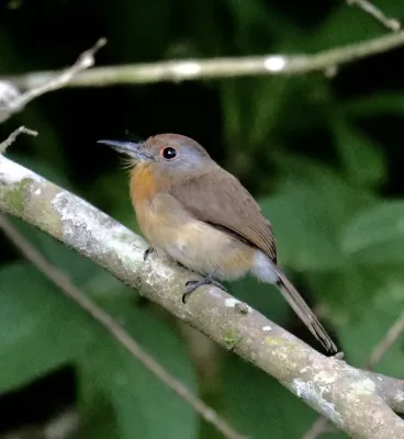 File:Nonnula frontalis 42303238.jpg