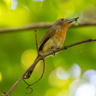 File:Nonnula frontalis 416393212.jpg
