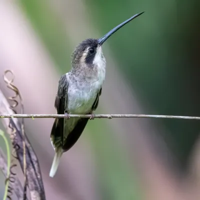 File:Phaethornis anthophilus 416392905.jpg