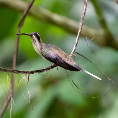 File:Phaethornis anthophilus 416393060.jpg