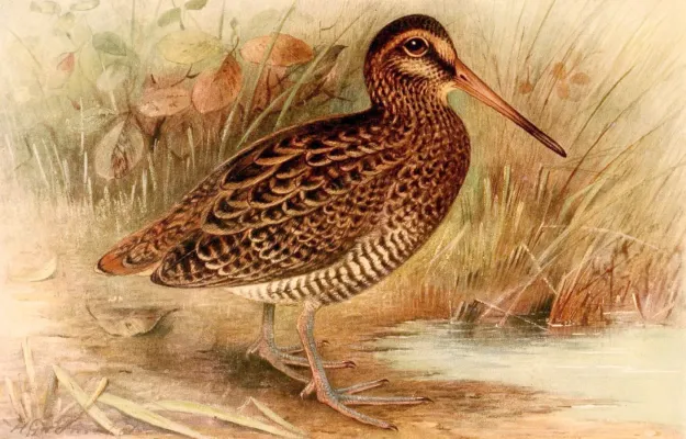File:Gallinago nemoricola 1921.jpg