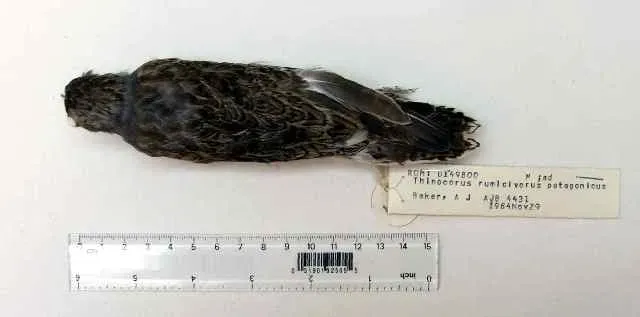 File:Thinocorus rumicivorus 3.jpg