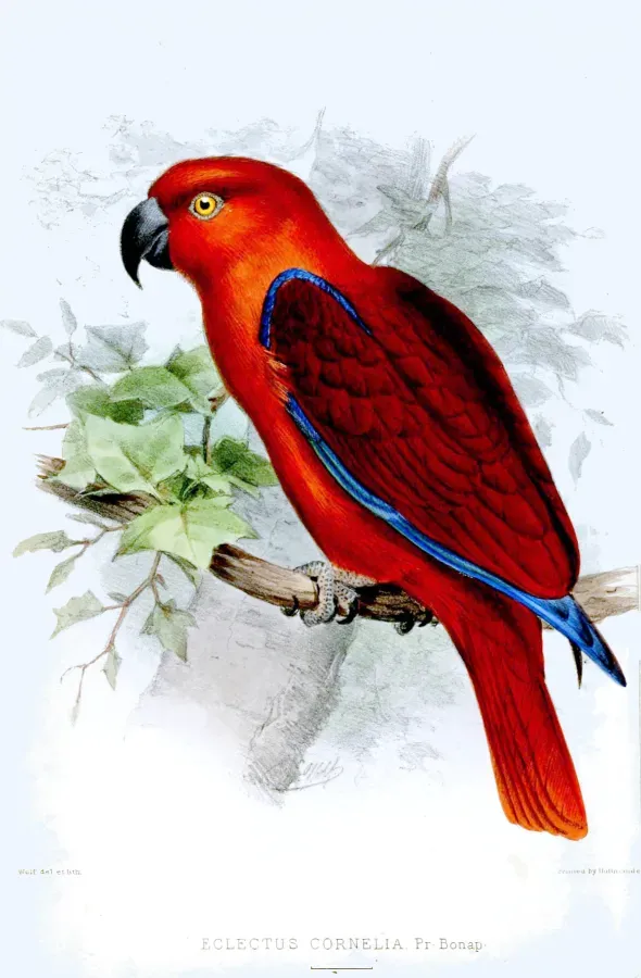 File:EclectusCorneliaWolf.jpg