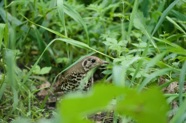 File:Turdus mupinensis 424401567.jpg