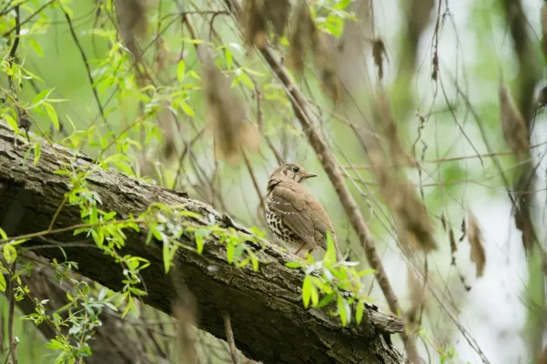 File:Turdus mupinensis 424401574.jpg