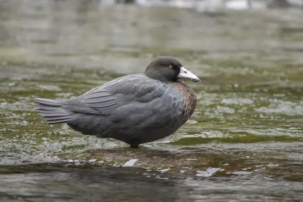 File:Hymenolaimus malacorhynchos 276148332.jpg