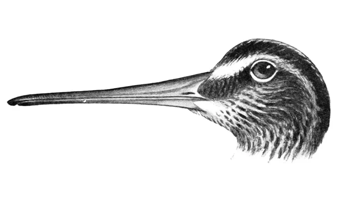 File:Gallinago nemoricola head 1921.jpg