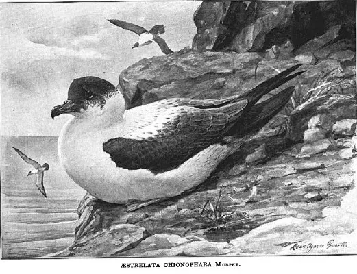 File:Pterodroma arminjoniana.jpg