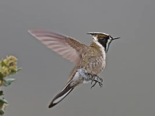 File:Oxypogon guerinii 236915235 (cropped).jpg