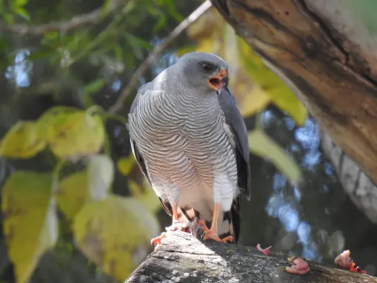File:Accipiter ovampensis 377641165.jpg