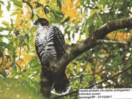 File:Accipiter poliogaster 122058132.jpg