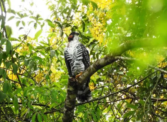 File:Accipiter poliogaster 19994665.jpg