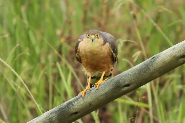 File:Accipiter rufiventris 134373818.jpg