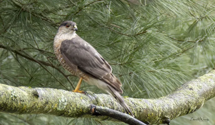File:Accipiter striatus 367011123.jpg