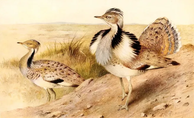 File:Chlamydotis macqueenii 1921.jpg