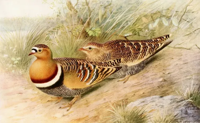 File:Pterocles indicus 1921.jpg
