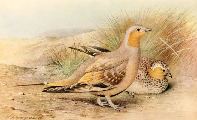 File:Pterocles senegallus 1921.jpg