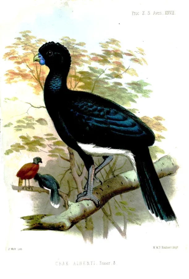 File:CraxAlbertiMWolf.jpg