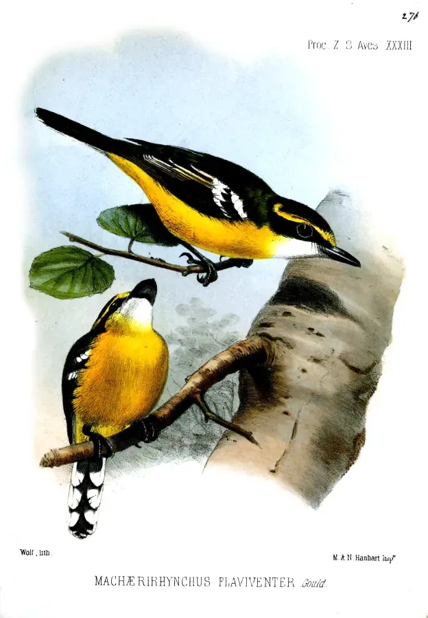 File:MachaerirhynchusFlaviventerWolf.jpg