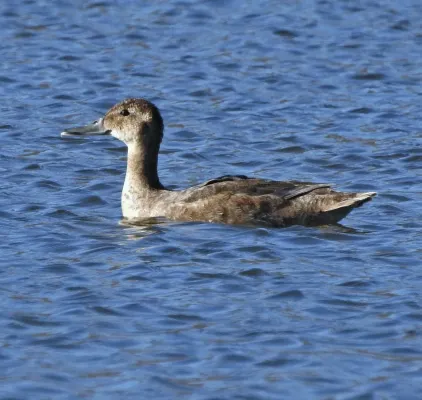 File:Heteronetta atricapilla 250320228.jpg
