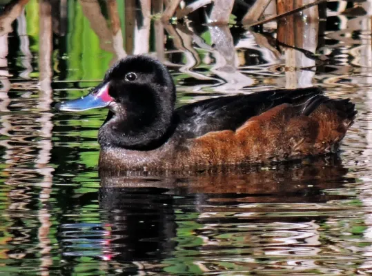 File:Heteronetta atricapilla 250319165.jpg