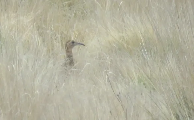 File:Rhynchotus maculicollis 339303412.jpg