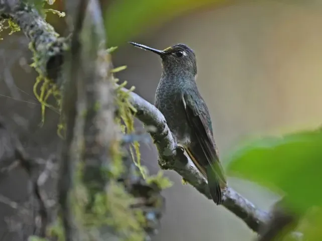 File:Haplophaedia assimilis Buff-thighed Puffleg; Paucartambo, Cuzco, Peru.jpg
