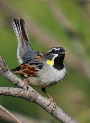 File:Passer moabiticus-3.jpg