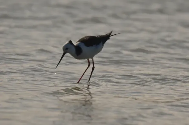 File:Himantopus leucocephalus 237241804 01.jpg