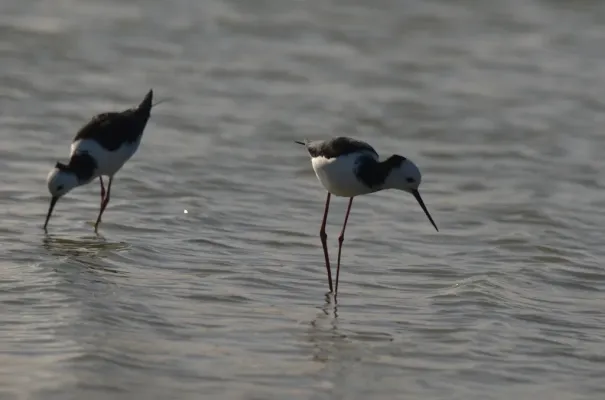 File:Himantopus leucocephalus 237241804 02.jpg