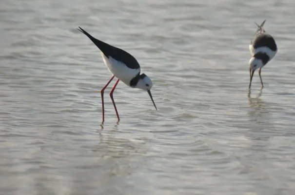 File:Himantopus leucocephalus 237241804 03.jpg