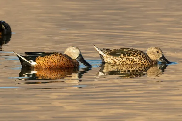 File:Spatula platalea 354896385.jpg