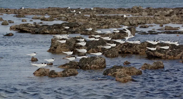 File:White-fronted terns (Sterna striata) at Takapuna.jpg