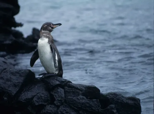 File:Galápagos Penguin (Spheniscus mendiculus), Galápagos Islands, Ecuador.jpg