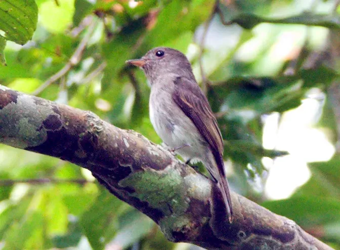 File:Ashy-breasted Flycatcher (Muscicapa randi) facing left in tree (cropped).jpg
