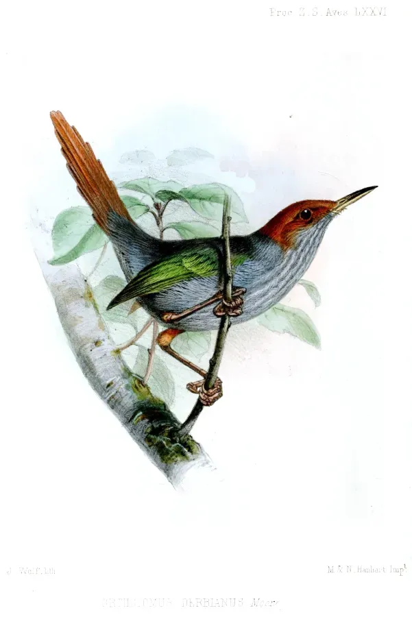 File:OrthotomusDerbianusWolf.jpg