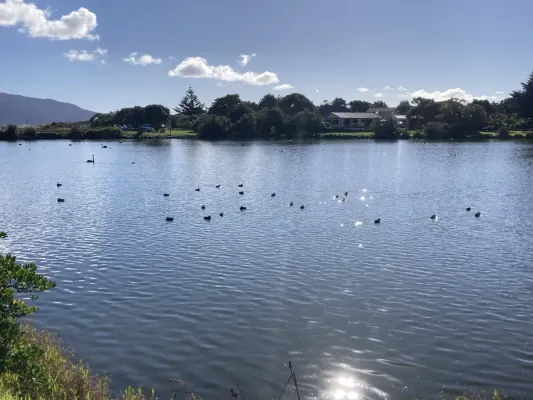 File:Aythya novaeseelandiae at Waimanu Lagoon.jpg