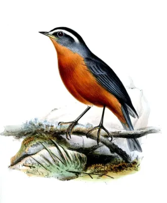 File:ConirostrumFerrugineiventreWolf.jpg