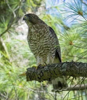 File:Buteo platypterus Bolger Lake Ontario1.jpg