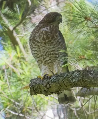 File:Buteo platypterus Bolger Lake Ontario2.jpg