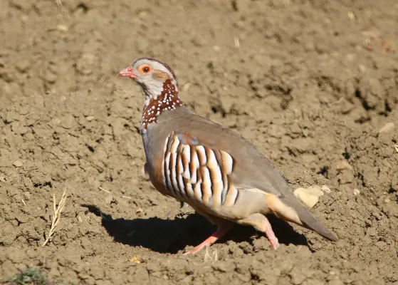 File:Alectoris barbara 384327595.jpg