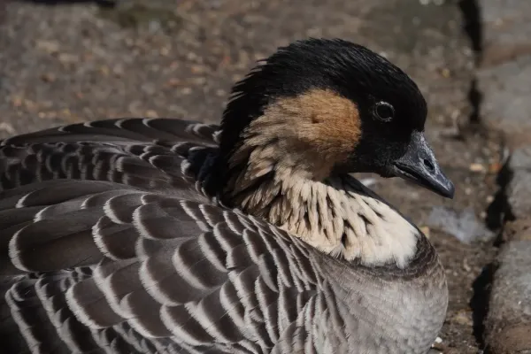 File:Branta Sandvicensis (Nene) portrait.jpg