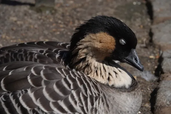File:Branta Sandvicensis (Nene) portrait with closed eye.jpg