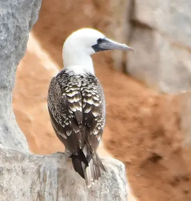 File:Sula variegata 346711024 (cropped).jpg